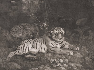 A Tiger and a Sleeping Leopard by George Stubbs